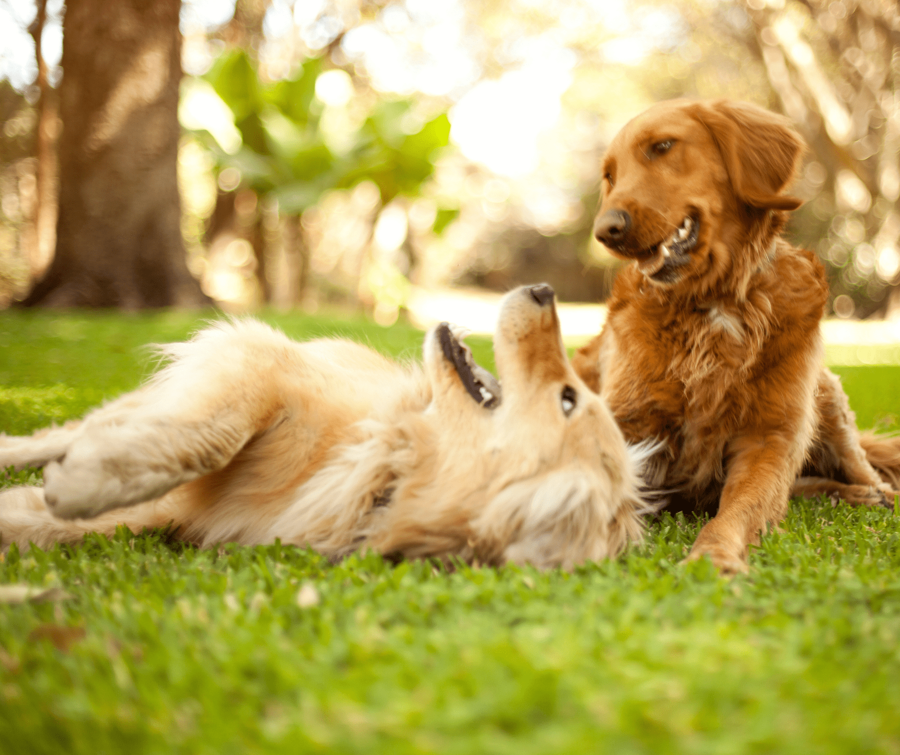 Read more about the article A Howling Success: